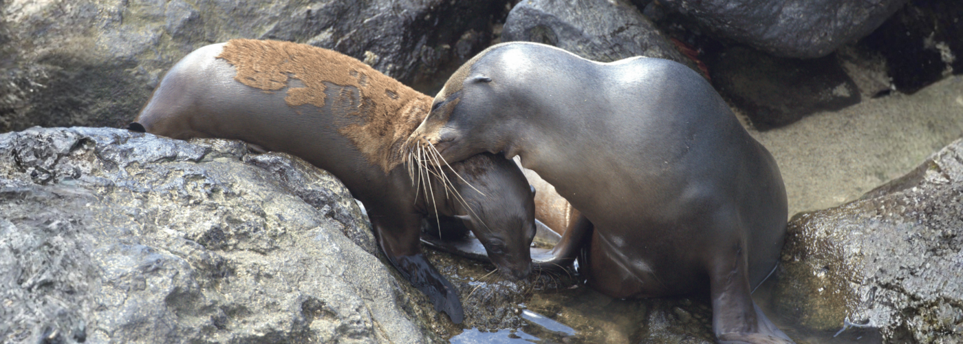 Galápagos sea lions resting by the waterfront, a common sight on local tours